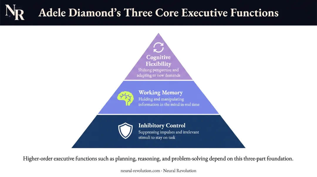Three core executive functions pyramid showing inhibitory control working memory and cognitive flexibility