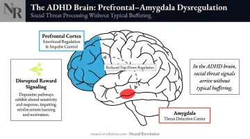 ADHD brain prefrontal cortex amygdala dysregulation and emotional flooding diagram