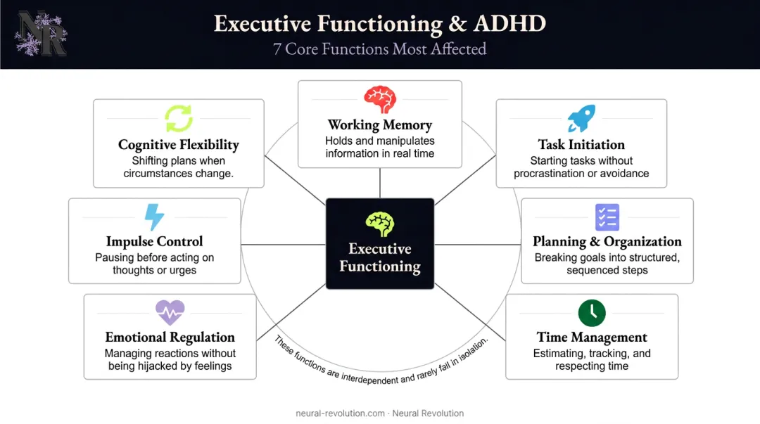 Seven executive functions affected by ADHD adults visual overview infographic
