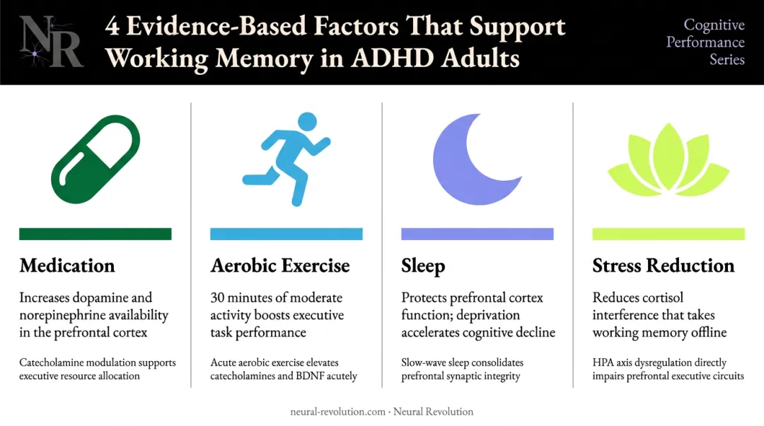Four lifestyle and medical factors that support ADHD working memory function