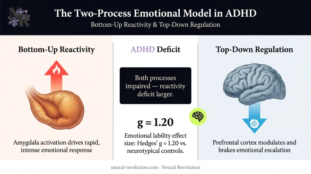 ADHD two-process emotional model showing amygdala reactivity versus prefrontal regulation