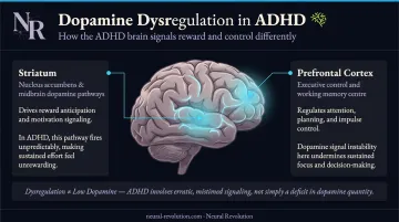 ADHD dopamine dysregulation brain regions striatum prefrontal cortex diagram