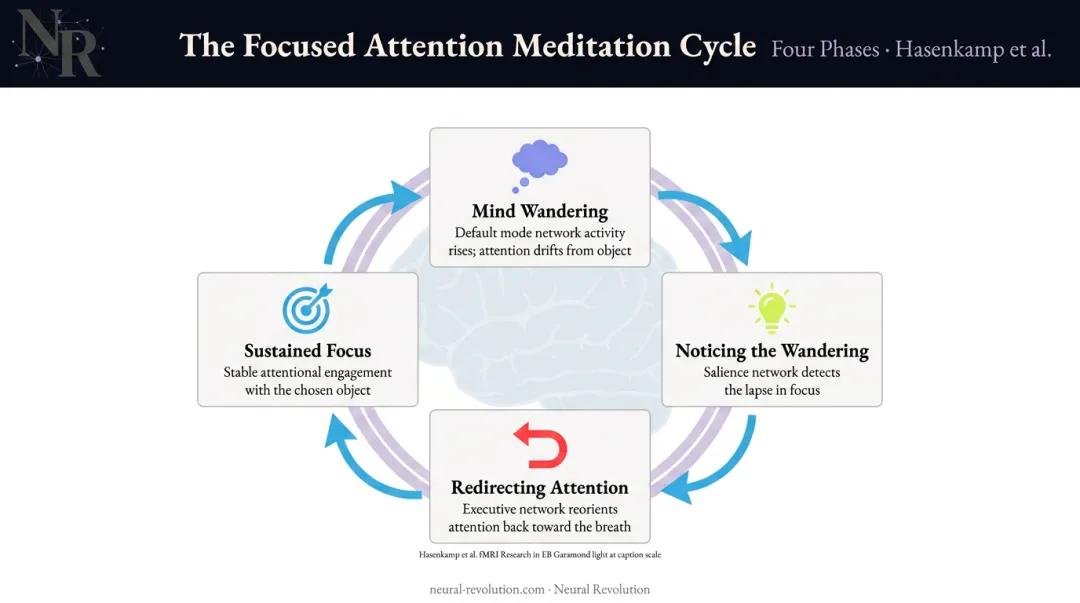 Four-phase focused attention meditation cycle brain mechanism infographic