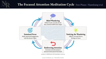 Four-phase focused attention meditation cycle brain mechanism infographic