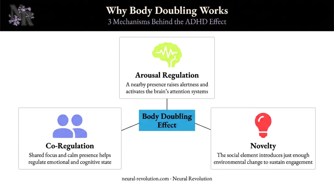 Three neurological mechanisms explaining why body doubling works for ADHD brains