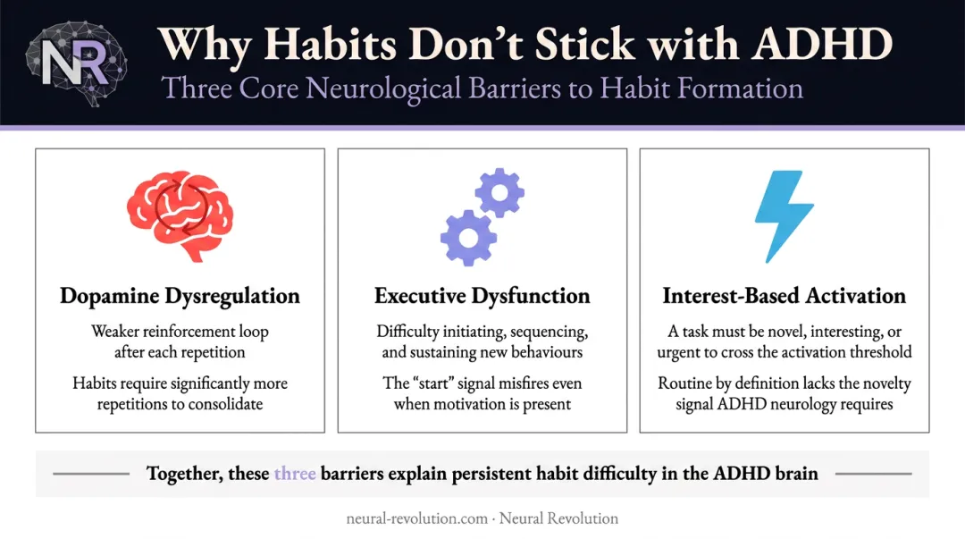 Three ADHD brain barriers to habit formation executive dysfunction time blindness dopamine