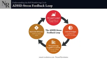 ADHD chronic stress feedback loop showing four compounding neurological effects