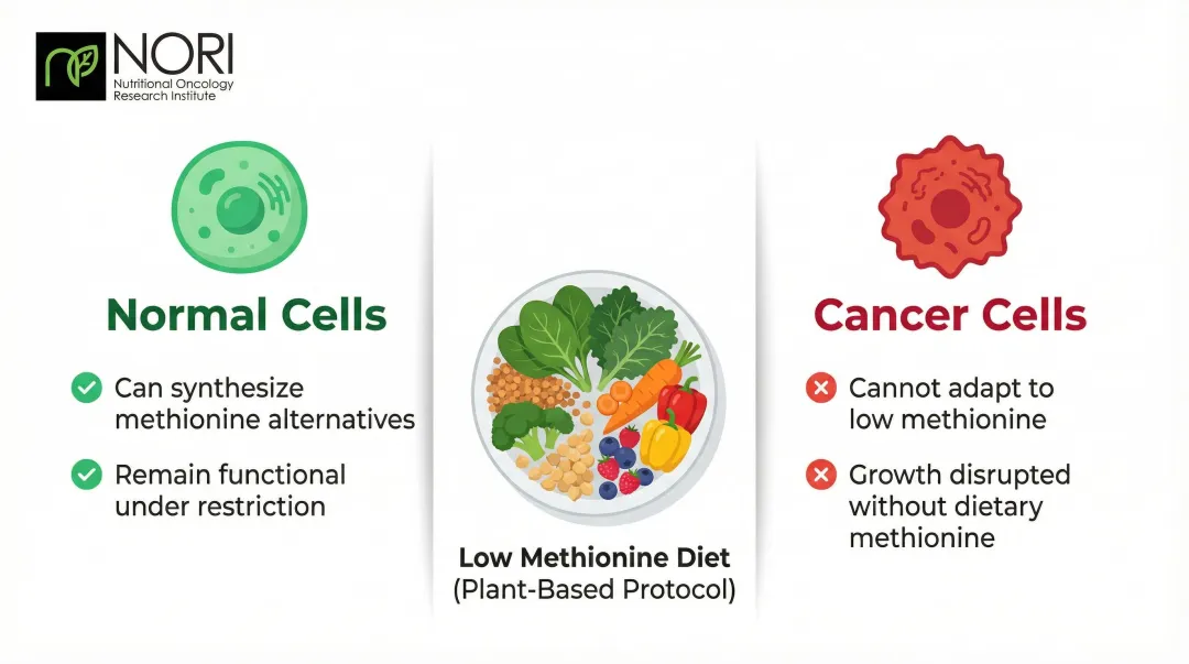 Methionine restriction mechanism showing cancer cell vulnerability versus normal cell adaptation
