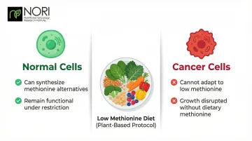 Methionine restriction mechanism showing cancer cell vulnerability versus normal cell adaptation