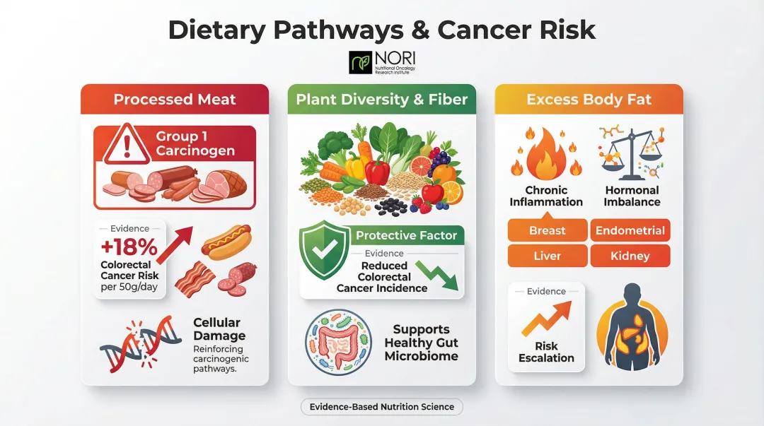Diet and cancer risk factors comparison showing processed meat plant-based and obesity links