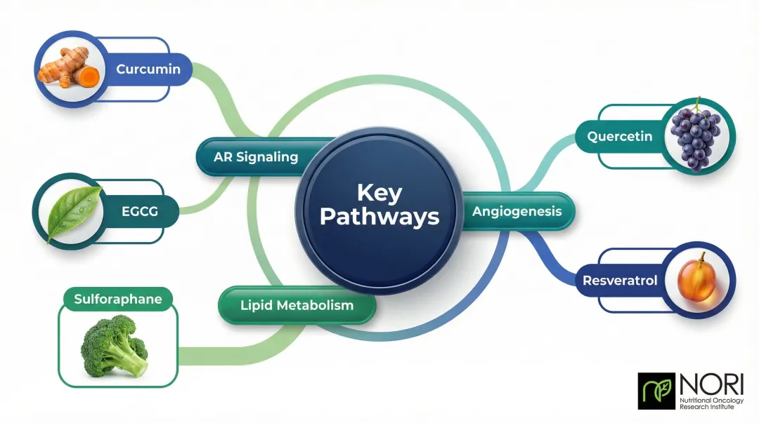 Five key natural compounds targeting prostate cancer pathways summary infographic