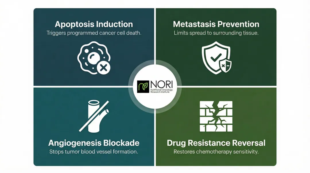 Four mechanisms natural compounds use to attack pancreatic cancer cells