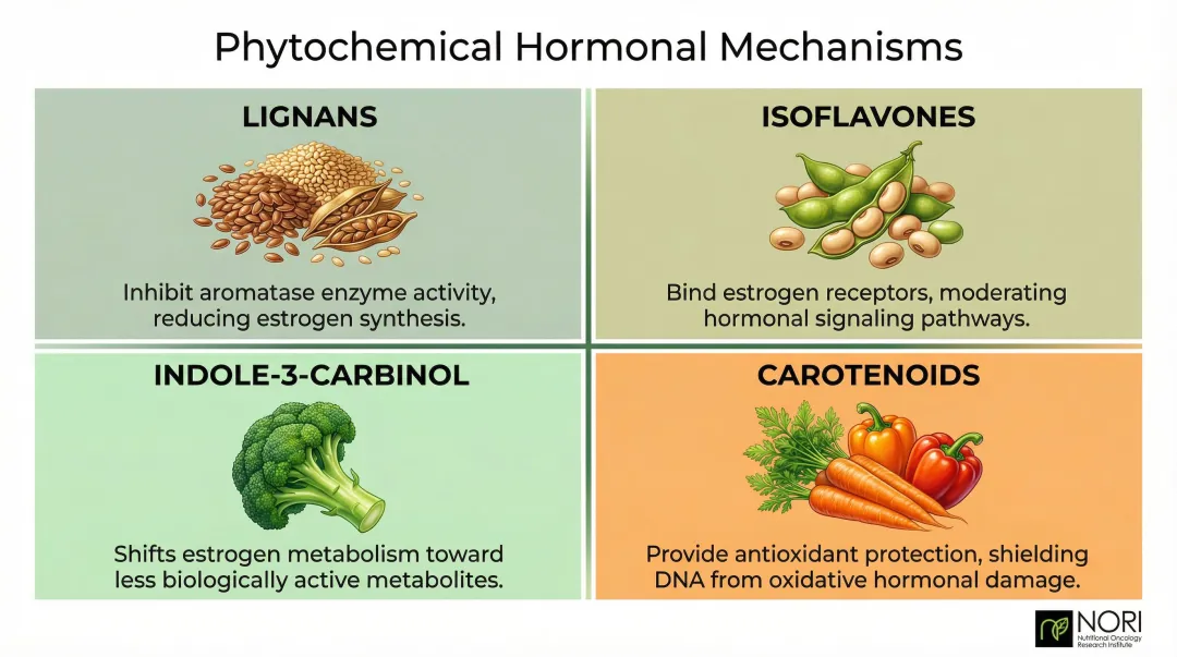 Four key plant phytochemicals modulating estrogen in endometrial cancer