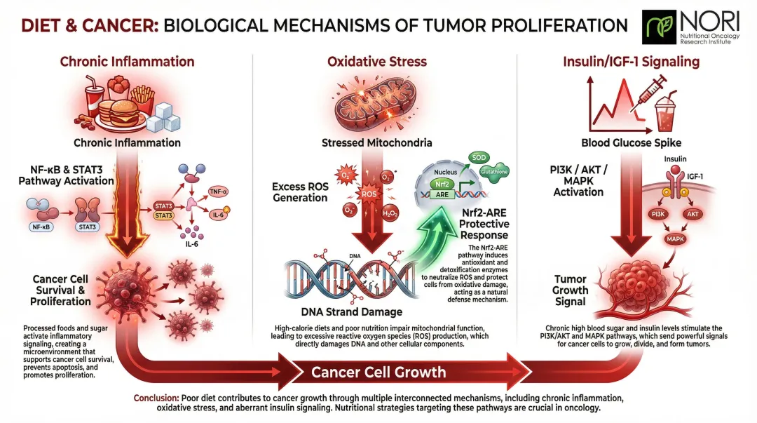Three cancer-promoting biological pathways inflammation oxidative stress insulin signaling diagram
