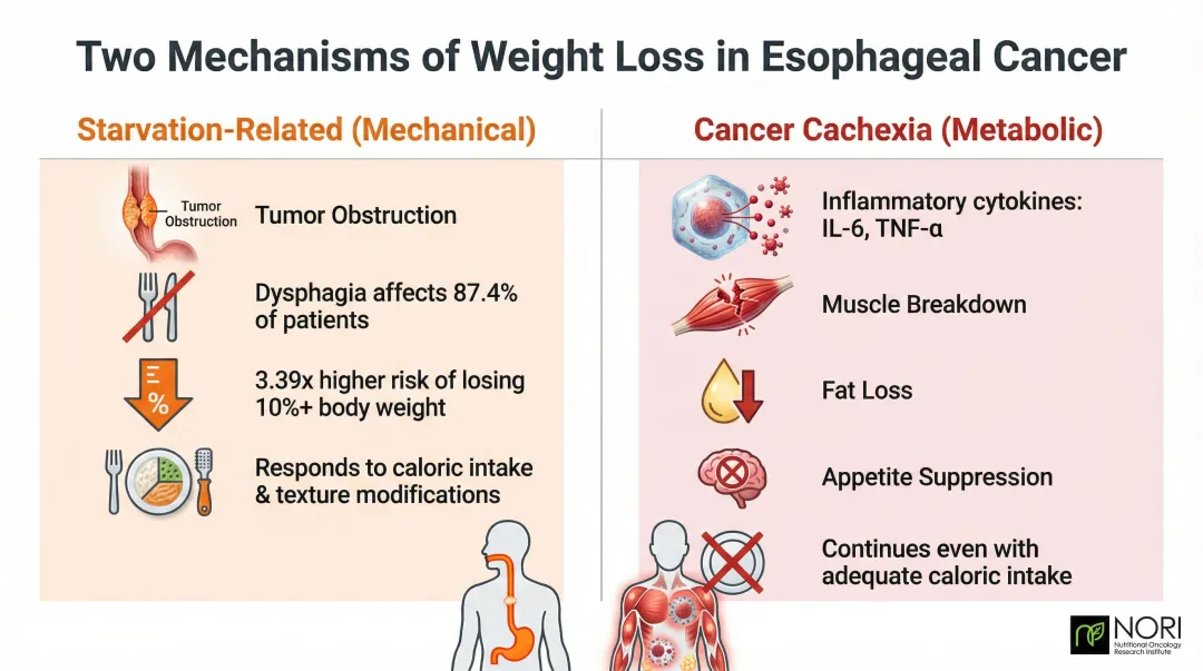 Two types of esophageal cancer weight loss starvation versus cancer cachexia comparison