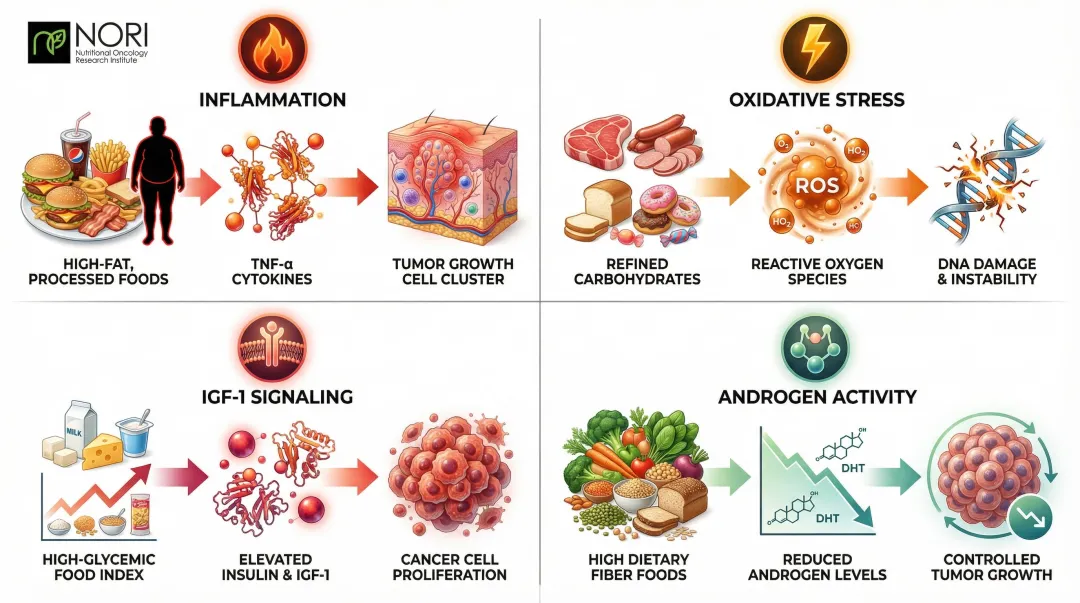 Four biological pathways linking diet to prostate cancer development and progression