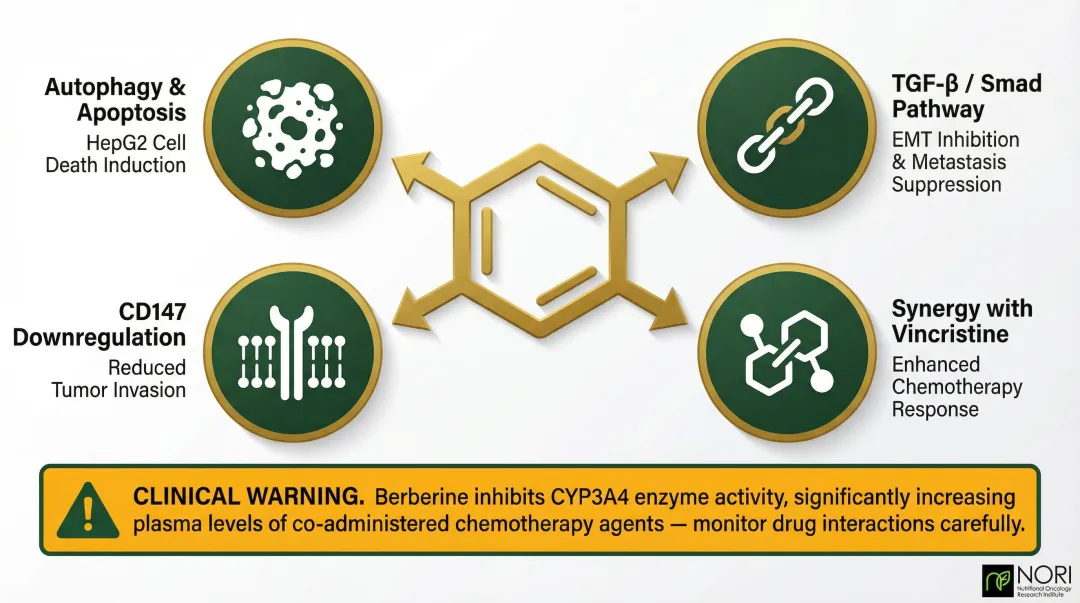 Berberine anti-liver cancer mechanisms and drug interaction warning infographic