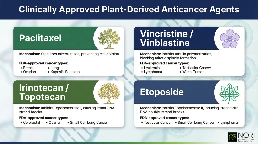 Four FDA-approved plant-derived anticancer compounds mechanisms and approved uses comparison