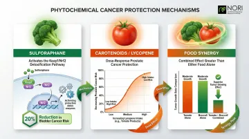 Three key phytochemical health-supporting mechanisms sulforaphane carotenoids and food synergy