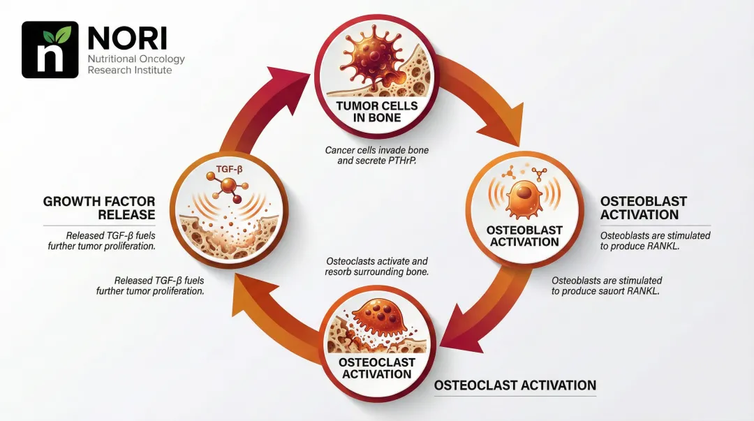 Bone metastasis vicious cycle diagram showing tumor cells osteoclast activation and bone destruction loop