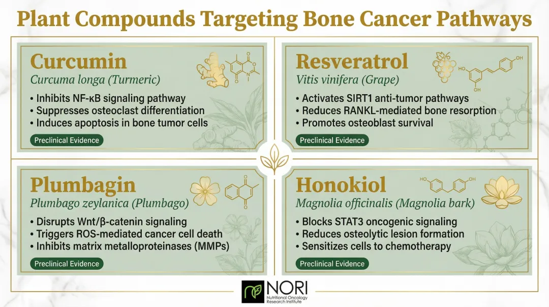 Four plant-derived compounds for bone cancer curcumin resveratrol plumbagin honokiol mechanisms comparison