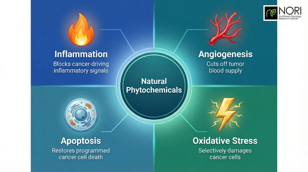 Four cancer pathway targets of natural compounds inflammation angiogenesis apoptosis oxidative stress