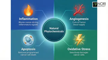 Four cancer pathway targets of natural compounds inflammation angiogenesis apoptosis oxidative stress