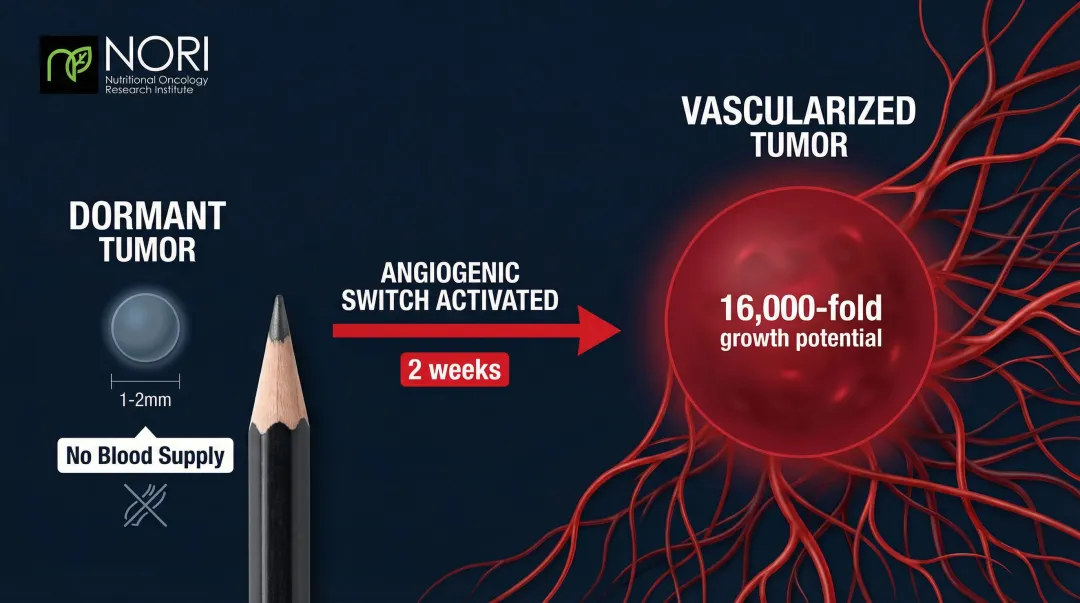 Tumor dormancy threshold versus explosive vascularized growth size comparison infographic