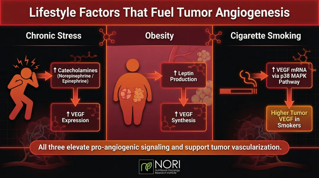 Three lifestyle factors that promote tumor angiogenesis with biological mechanisms explained