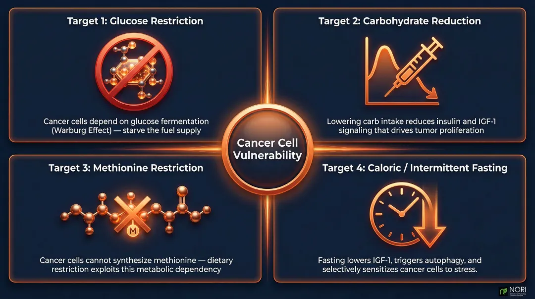Four metabolic therapy dietary targets exploiting cancer cell vulnerabilities infographic