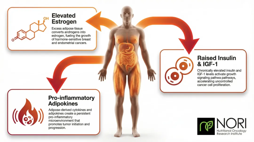 Three mechanisms linking excess body fat to cancer tumor growth and proliferation