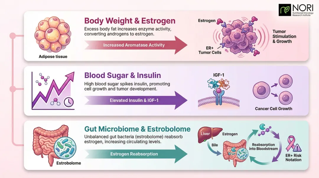 Three dietary pathways linking food choices to breast cancer risk and progression