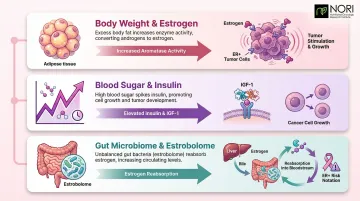 Three dietary pathways linking food choices to breast cancer risk and progression