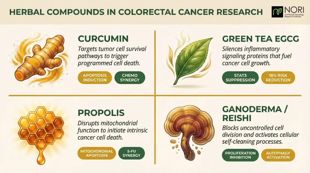 Four natural herbal compounds with colorectal cancer research evidence and mechanisms