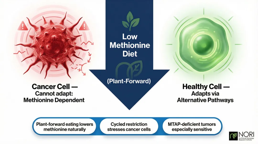 Methionine restriction cancer cell metabolism targeting process diagram
