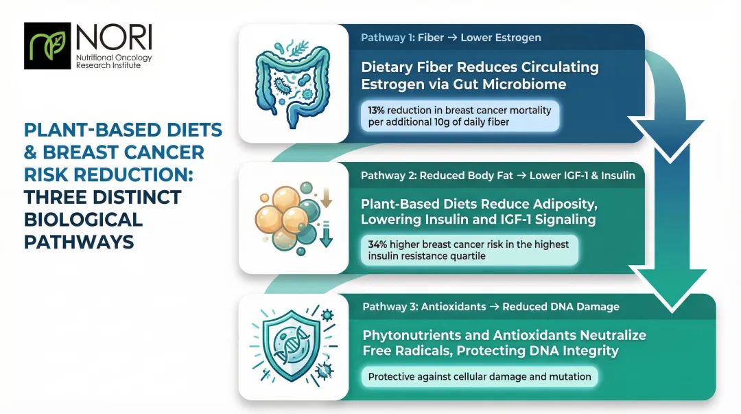 Three biological mechanisms linking plant-based diet to reduced breast cancer risk