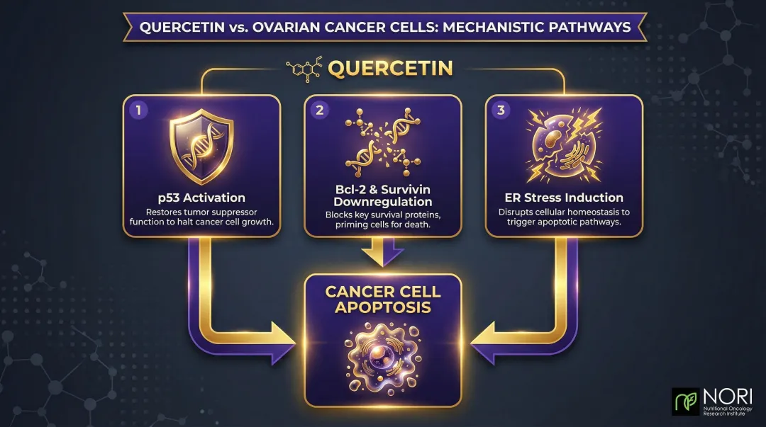 Quercetin anti-tumor mechanisms in ovarian cancer cells three-step process