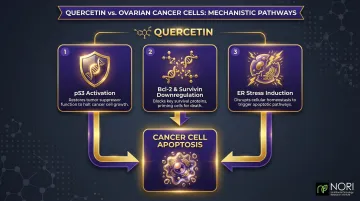 Quercetin wellness-supporting mechanisms in ovarian cancer cells three-step process