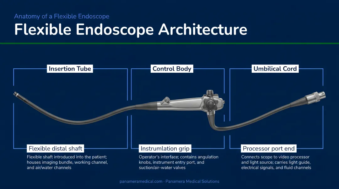 Three-section flexible endoscope architecture diagram showing insertion tube control body and umbilical cord
