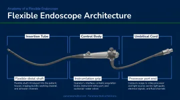 Three-section flexible endoscope architecture diagram showing insertion tube control body and umbilical cord