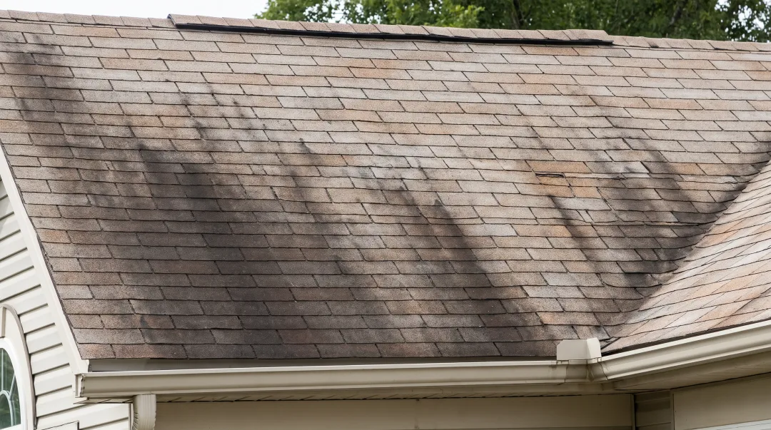Black algae streaks on asphalt shingle roof caused by Gloeocapsa magma growth