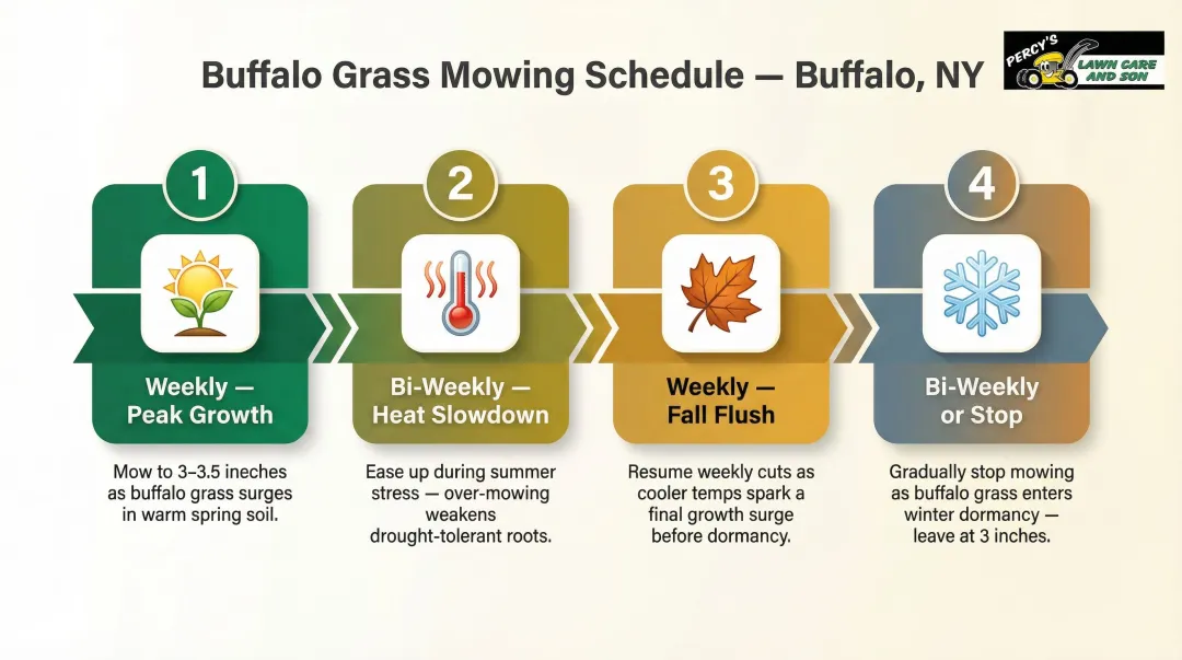Buffalo lawn mowing seasonal schedule four-phase frequency guide infographic