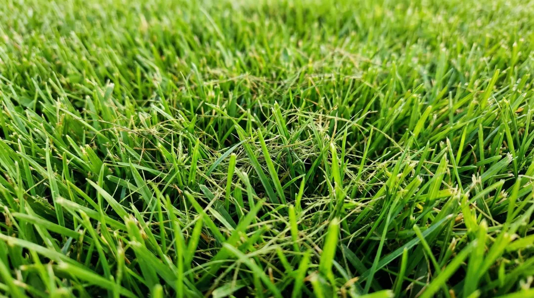 Close-up of healthy grass clippings decomposing naturally into lawn turf