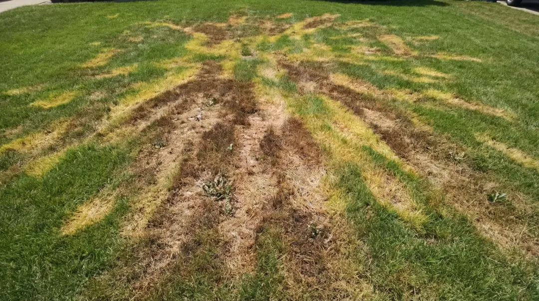 Lawn showing yellow and brown fertilizer burn streaks on grass blades