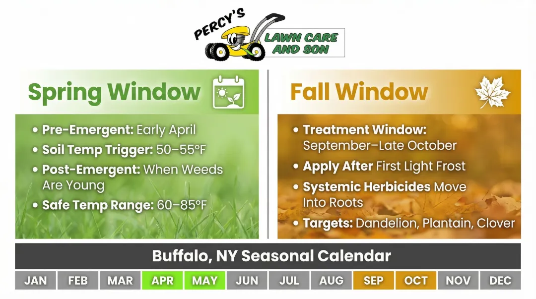 Spring versus fall broadleaf weed treatment seasonal timing comparison for Buffalo lawns