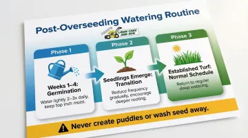Post-overseeding watering schedule timeline for new grass seed germination