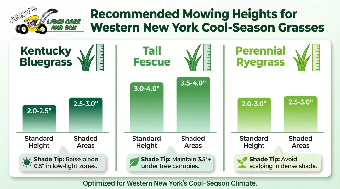 Buffalo cool-season grass mowing height comparison chart by grass type