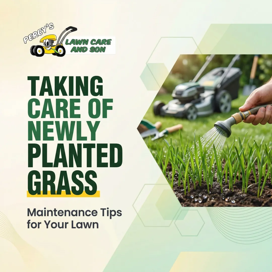 Taking Care of Newly Planted Grass: Maintenance Tips for Your Lawn
