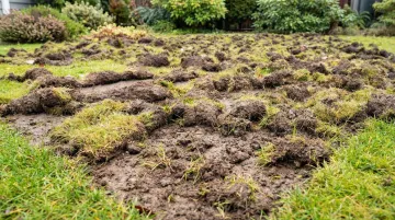 Lawn pest damage signs grubs sod webworms and armyworm turf destruction