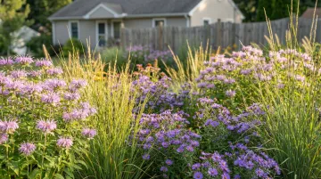 Native perennial garden bed with wild bergamot and ornamental grasses in bloom